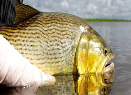 ​O que muda no turismo de pesca após vacina para o Covid-19