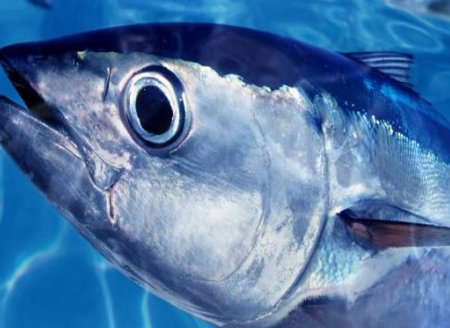   Brasil tem 90% de pesca artesanal de atuns, diz Abipesca em Vigo