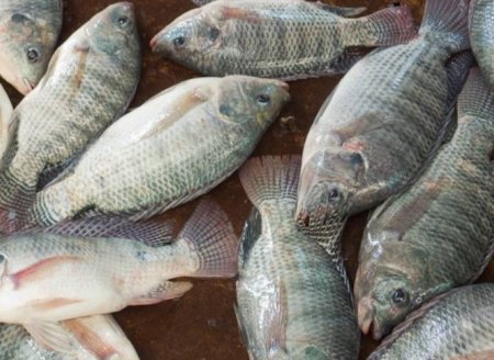 Certificado facilita exportação de peixe do Brasil