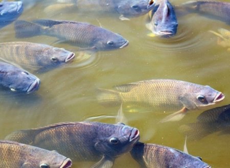 A Importância do ambiente adequado na criação de tilápias