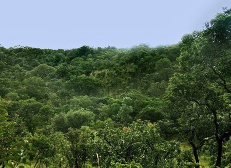 Tocantins reduz em 16% o desmatamento entre 2018 e 2019