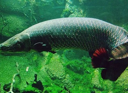 O maior peixe de rio do mundo