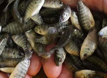 ​MG: compra conjunta de alevinos reduz custos e incentiva piscicultura em Consolação