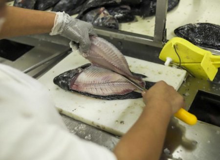 ​Tilápia  brasileira avança no mercado norte-americano