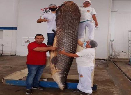 Pirarucu gigante com 2,9 metros e pesando 220 quilos é capturado por ribeirinhos em rio no Amazonas