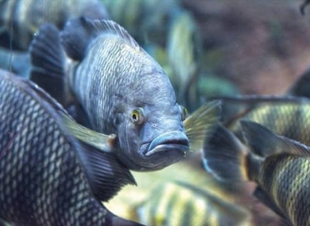 ​Baixas temperaturas prejudicam reprodução de peixes