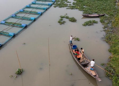   Relatório da FAO: aquicultura supera pesca de captura na produção de animais aquáticos pela primeira vez 