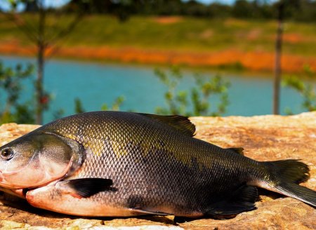 ​Consumo  de pescado cresce 65% no Brasil desde 2004