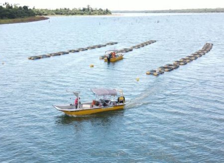 Projeto pioneiro avalia impacto ambiental de produção de tilápia no reservatório de Itaipu