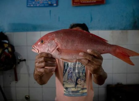Multiplicação dos peixes? Brasil exporta o dobro do que pesca de pargo