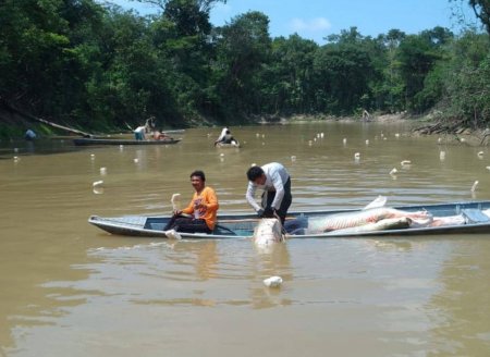 ​Crise hídrica: manejo do pirarucu supera a seca extrema