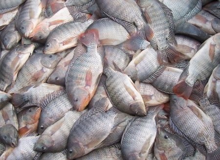 Criação de peixes é oportunidade na cadeia de proteína