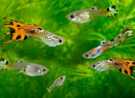 ​Como os peixes se comunicam?