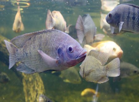 Tilápia: O segundo peixe mais consumido do mundo