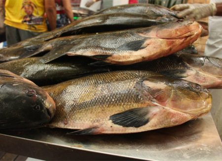 Piscicultores reúnem para discutir sobre o mercado de peixe de cativeiro no AM