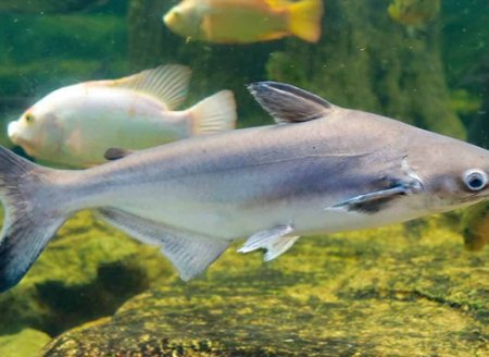 ​Governo do Tocantins sanciona lei que autoriza a criação em cativeiro do peixe Panga