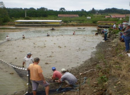 Saiba como conseguir uma licença ambiental para a piscicultura