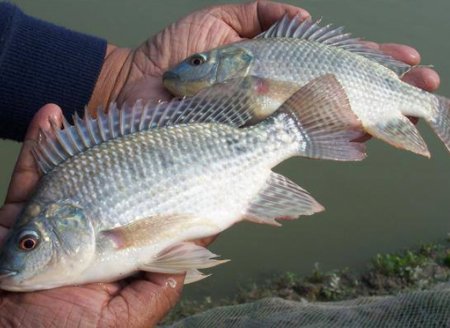 Especialista rebate boato de que tilápia seja inimiga de peixes nativos do Brasil