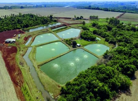 “Sistema verticalizado representa o futuro da piscicultura brasileira”, sustenta presidente da Peixe BR