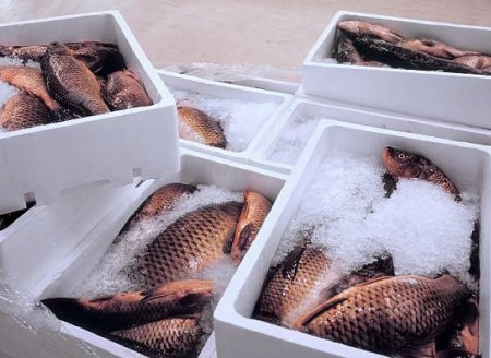 Embalagem ganha destaque com alta na exportação de pescados