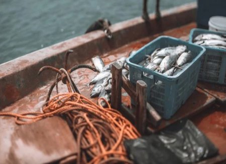 ​Brasil defende o direito de pescar 6 mil toneladas de peixe