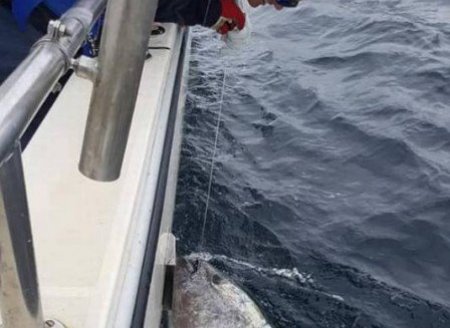 ​Pescadores fisgam atum azul de R$ 14 milhões, mas o devolvem ao mar