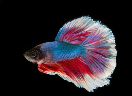 Curiosidades sobre peixes: 8 fatos sobre as espécies mais comuns