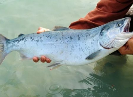 ​Empresa cria aplicativo para controlar e monitorar peixes direto do celular