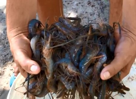 ​Pescadores no Litoral do Piauí buscam alternativas para vender peixe e camarão durante a pandemia  