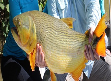 ​Mais uma cidade reabre a pesca: Barão de Melgaço