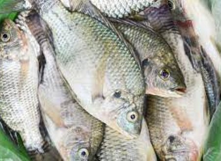 ​Nota  Oficial do Ministério da Pesca e Aquicultura