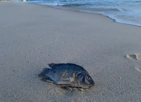 ​Tilápia se adaptou ao mar e está se espalhando pela costa brasileira, diz estudo