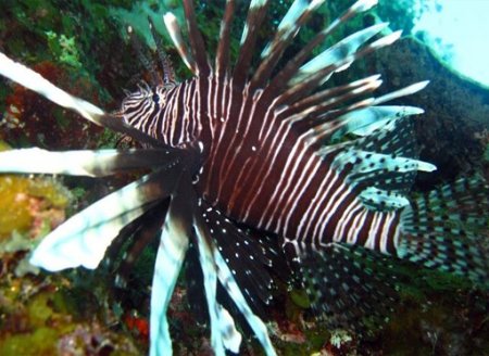 Peixe-leão é visto pela primeira vez em Fernando de Noronha