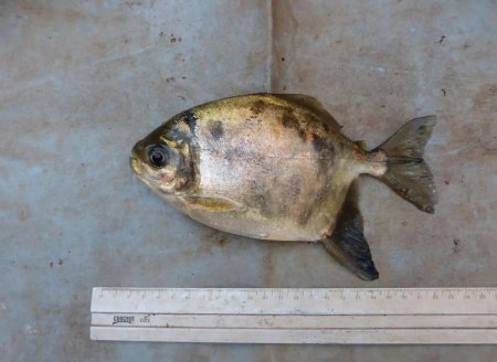 Nova  espécie de peixe é encontrada pela primeira vez em Goiás