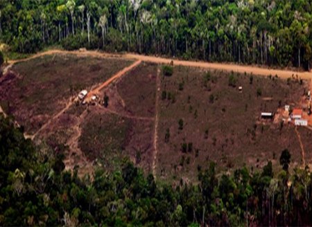 Desmatamento  na amazônia é o maior dos últimos dez anos