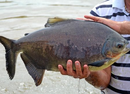  Governo do Tocantins estabelece regras para trânsito de pescado