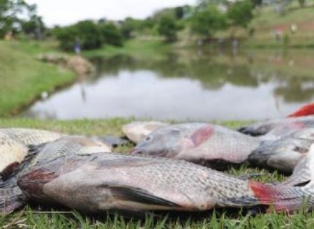 O que é decoada e como pode afetar o cultivo de peixes?