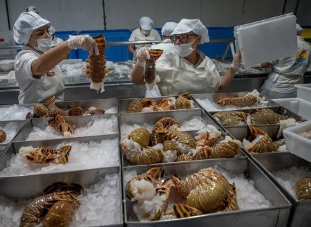 ​Pesca da lagosta tem risco de colapso no Brasil