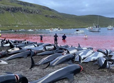 ​Matança de golfinhos em Faroé provoca comoção mundial
