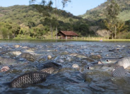 ​Comissão vai debater prevenção à entrada de vírus que podem afetar cultivo de tilápias em SC