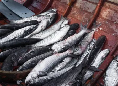 ​Preço do pescado varia 4,30% em setembro, conforme Índice CEAGESP