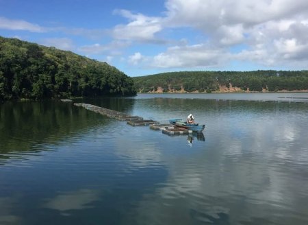 ​Tilápia sustentável: práticas inovadoras otimizam a aquicultura capixaba