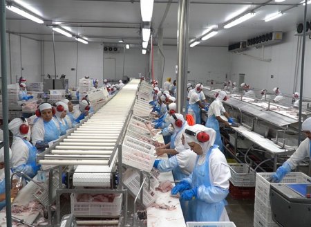 Empresa quer fazer da tilápia o ‘frango d’água’