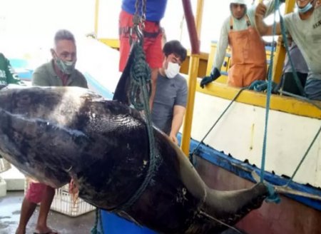 ​Pescadores fisgam atum de R$ 140 mil, mas perdem 'bolada' por um detalhe