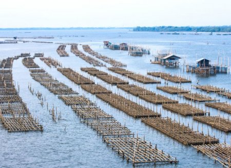 ​Início do inverno e os cuidados com o cultivo de peixes