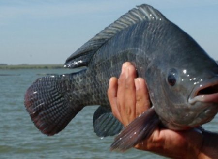 ​Tocantins registra primeiro caso de doença que acomete tilápias