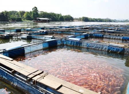 ​CNA mostra impactos da reforma tributária para a aquicultura