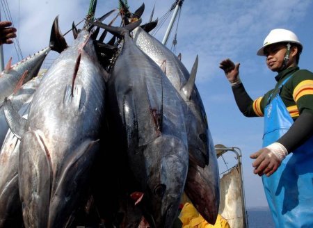 Os oceanos estão ameaçados pelo excesso de pesca