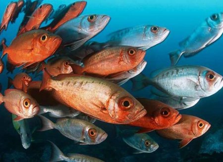 ​Consumo de peixe cresce o dobro da população