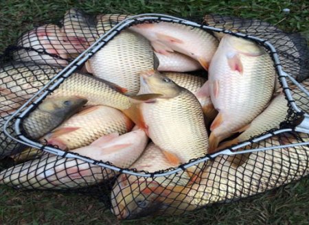 Peixe mais seguro para comer é o da piscicultura